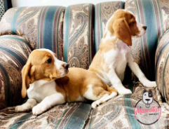 Dos cachorros Beagle bicolor descansando en un sofá