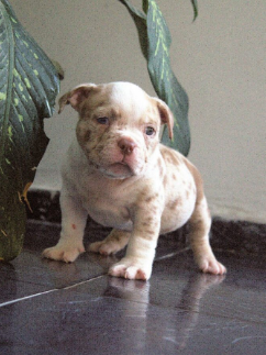 Cachorro American Bully de color merle