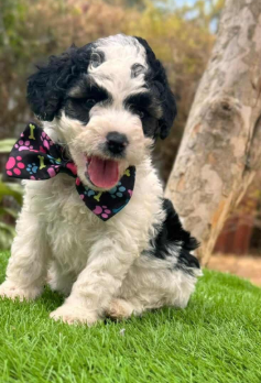 Cachorro Goldendoodle blanco y negro con un corbatín de huellas