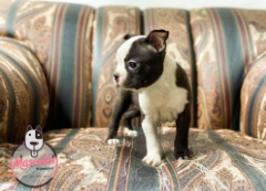 Boston Terrier cachorro 3