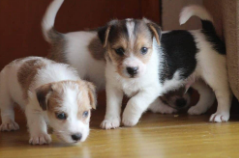 Cachorro Jack Russell Terrier 5