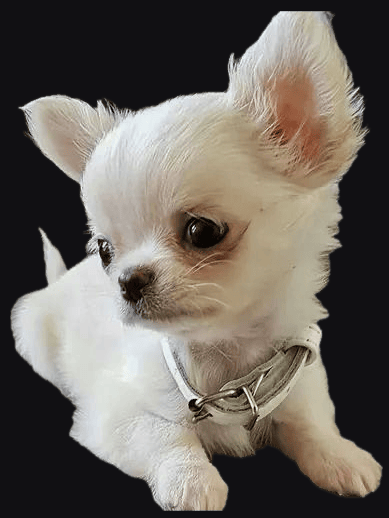 Chihuahua Pelo Largo cachorro 3