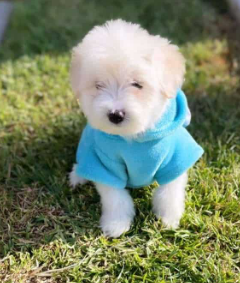 Bichón Maltés cachorro 1