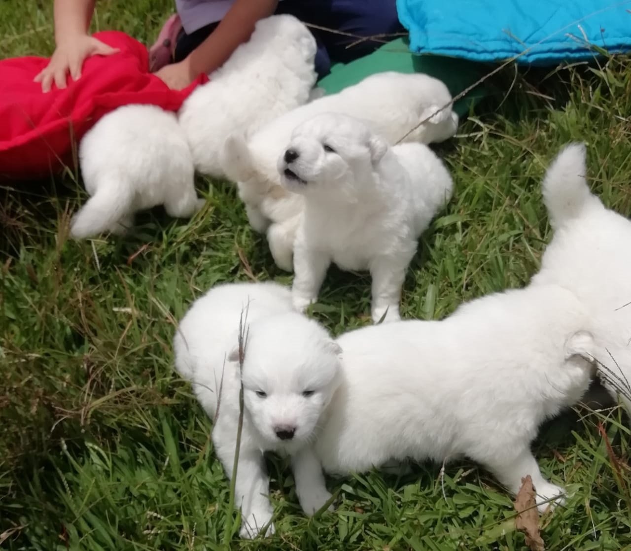 Samoyedo cachorro 5