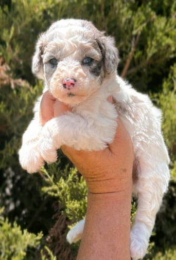 Cachorro Goldendoodle blanco y gris siendo sostenido