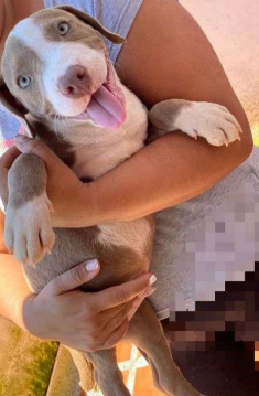Cachorro Pitbull color champagne siendo sostenido