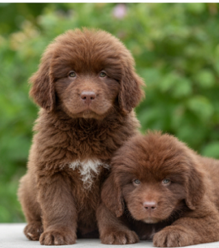 Terranova cachorro 4