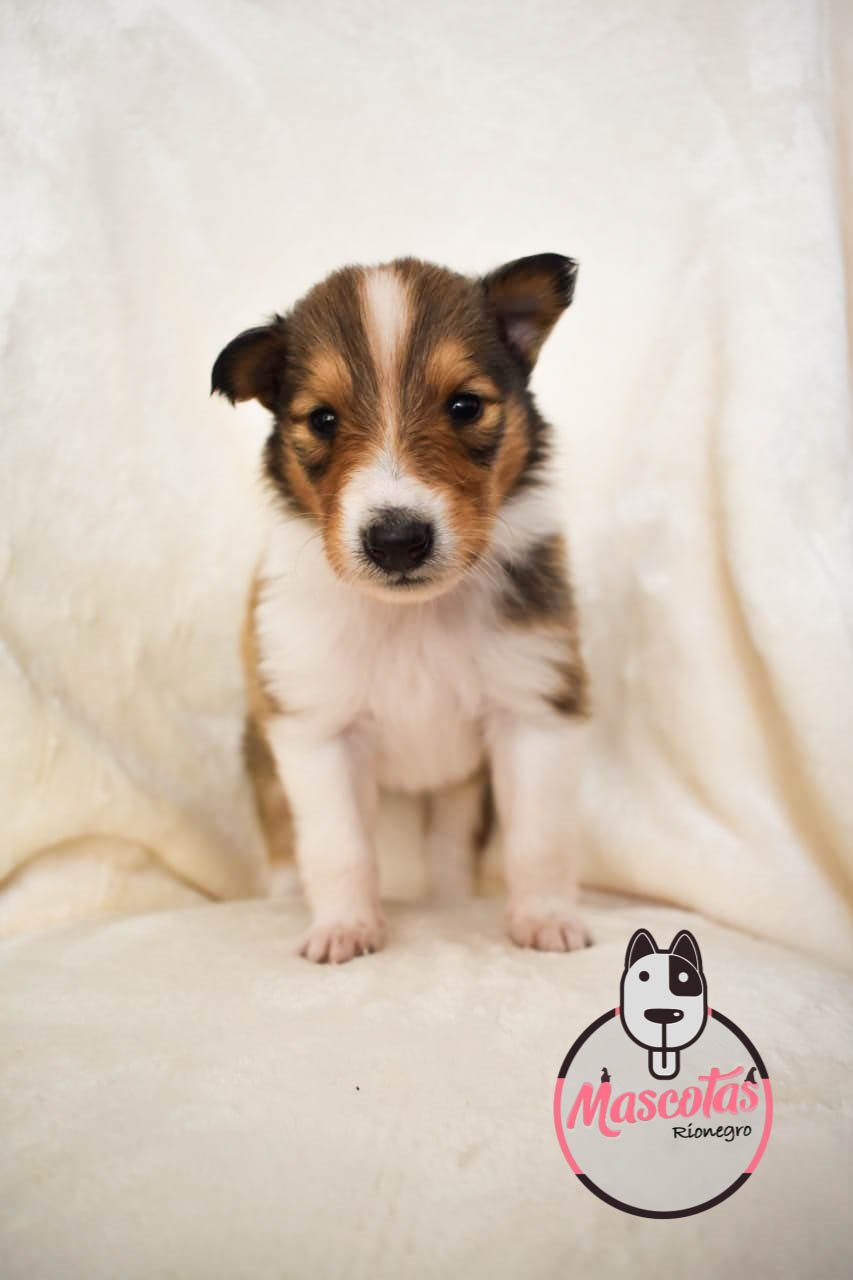 Pastor Collie cachorro 4