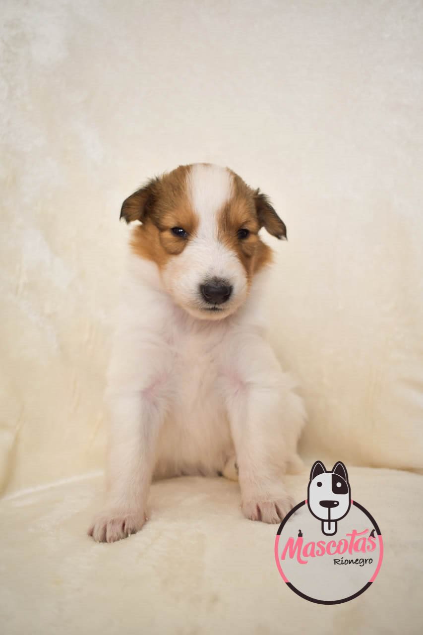 Pastor Collie cachorro 6