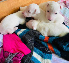 Tres cachorros Bull Terrier blancos durmiendo juntos