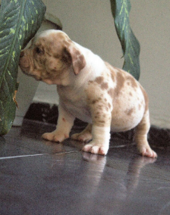 Cachorro American Bully posando