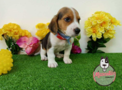 Cachorro Beagle con un collar azul entre flores