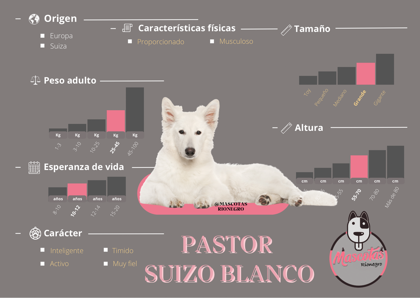 Pastor Suizo Blanco