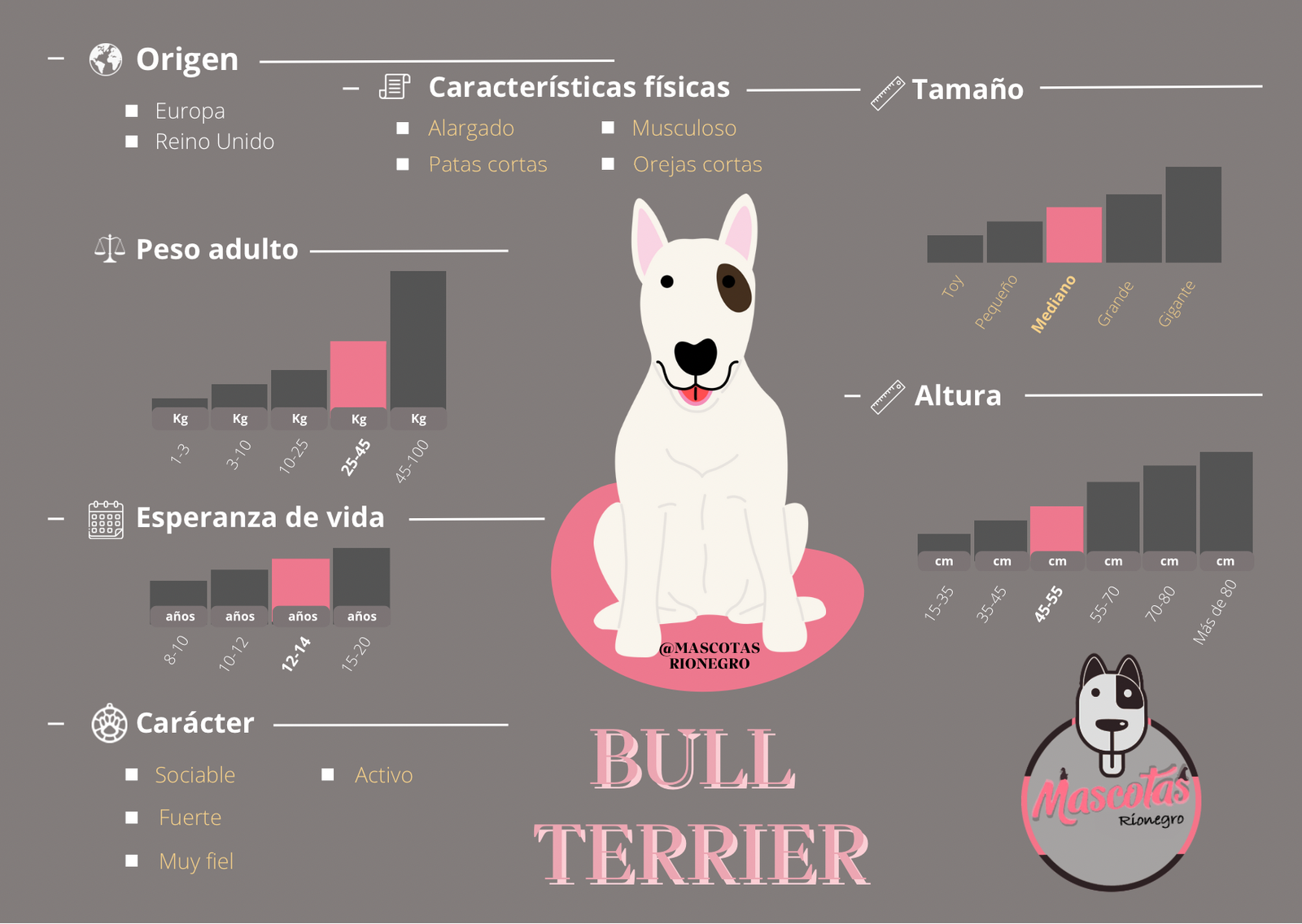 Bull Terrier