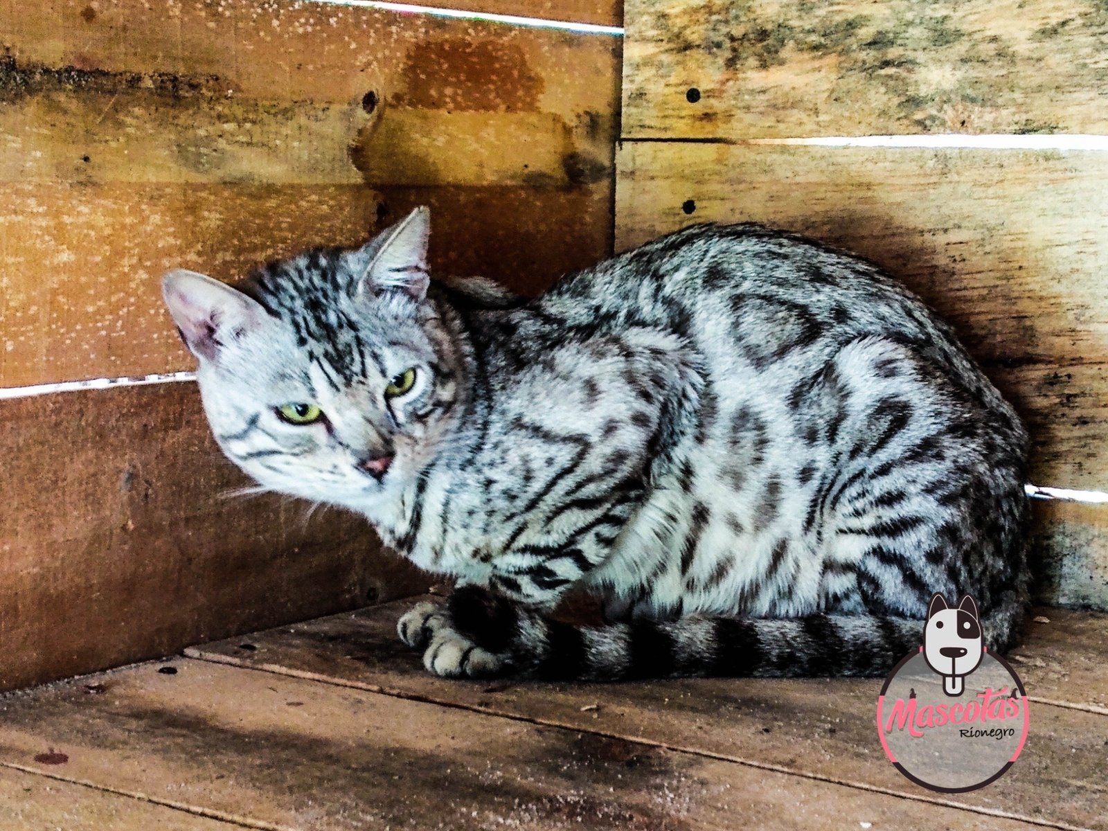 Gato Bengalí cachorro 4