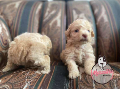 Cachorro French Poodle Mini Toy 2