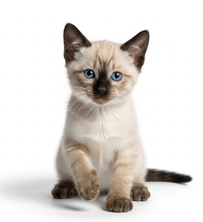 Gato Siamés