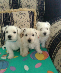 Cachorro West Highland Terrier 3