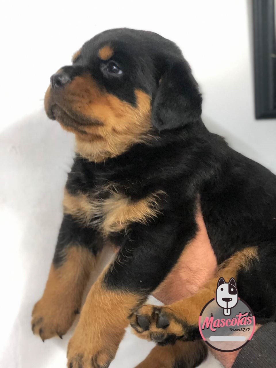 Rottweiler cachorro 6