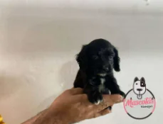 Cachorro Cocker Spaniel negro siendo sostenido en una mano