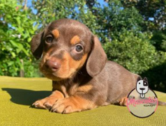Dachshund cachorro 3