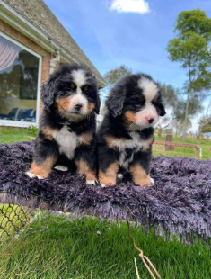 Bernés de la Montaña cachorro 6
