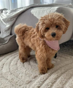 Cachorro Maltipoo 3