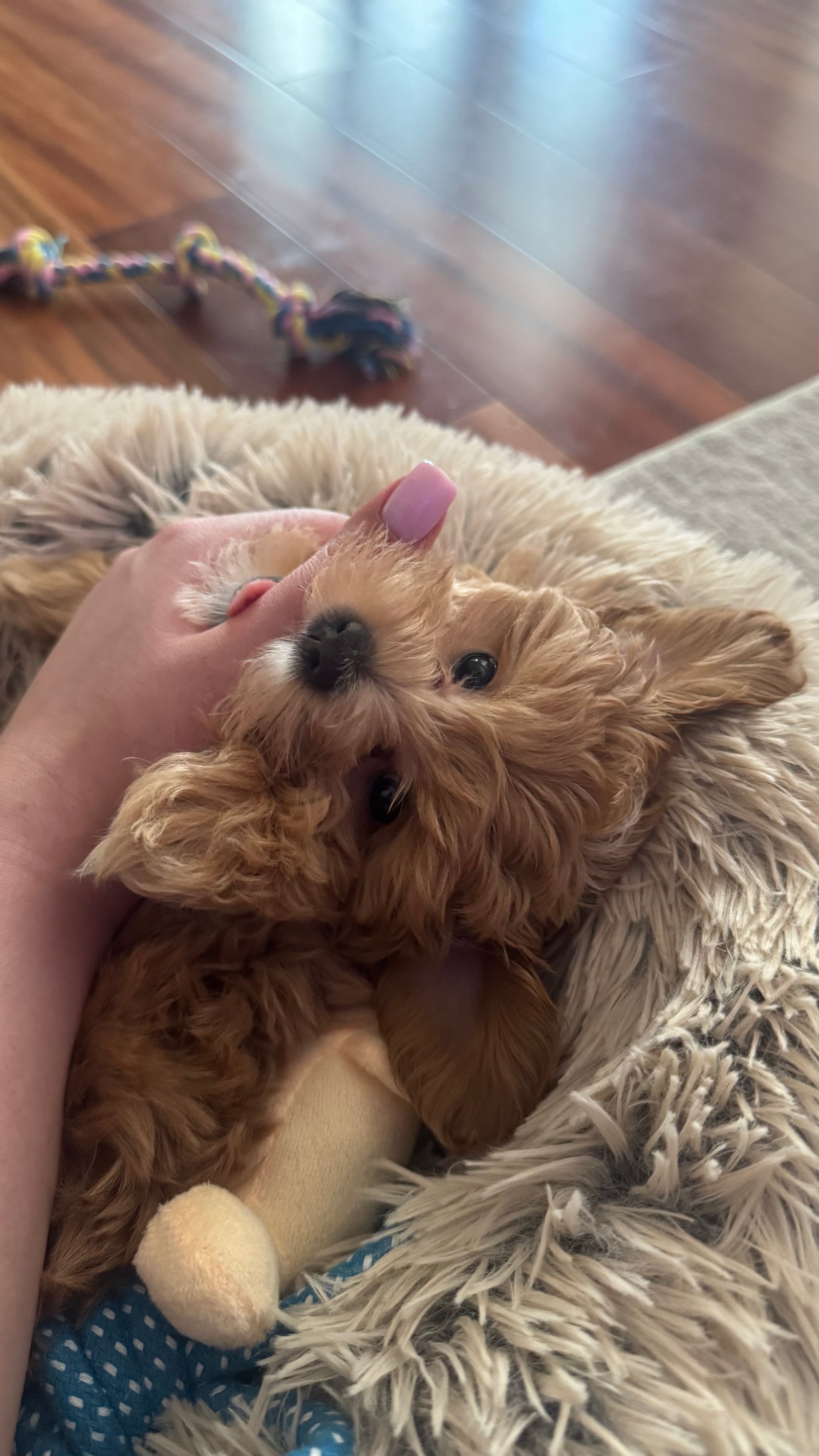 Milo the Maltipoo puppy snuggled in a caregiver's arms with a toy
