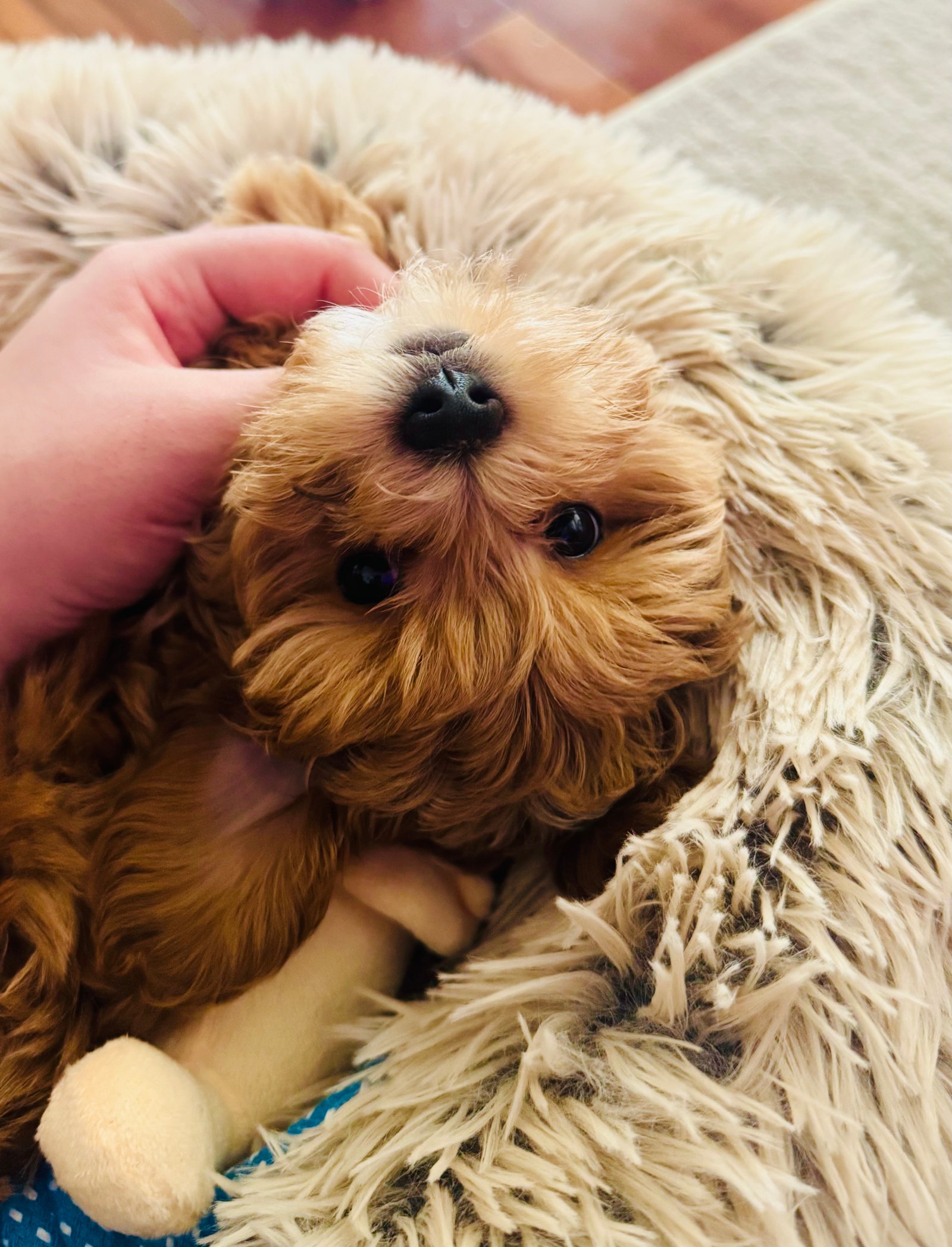 Milo the Maltipoo being gently cuddled on a soft cream blanket