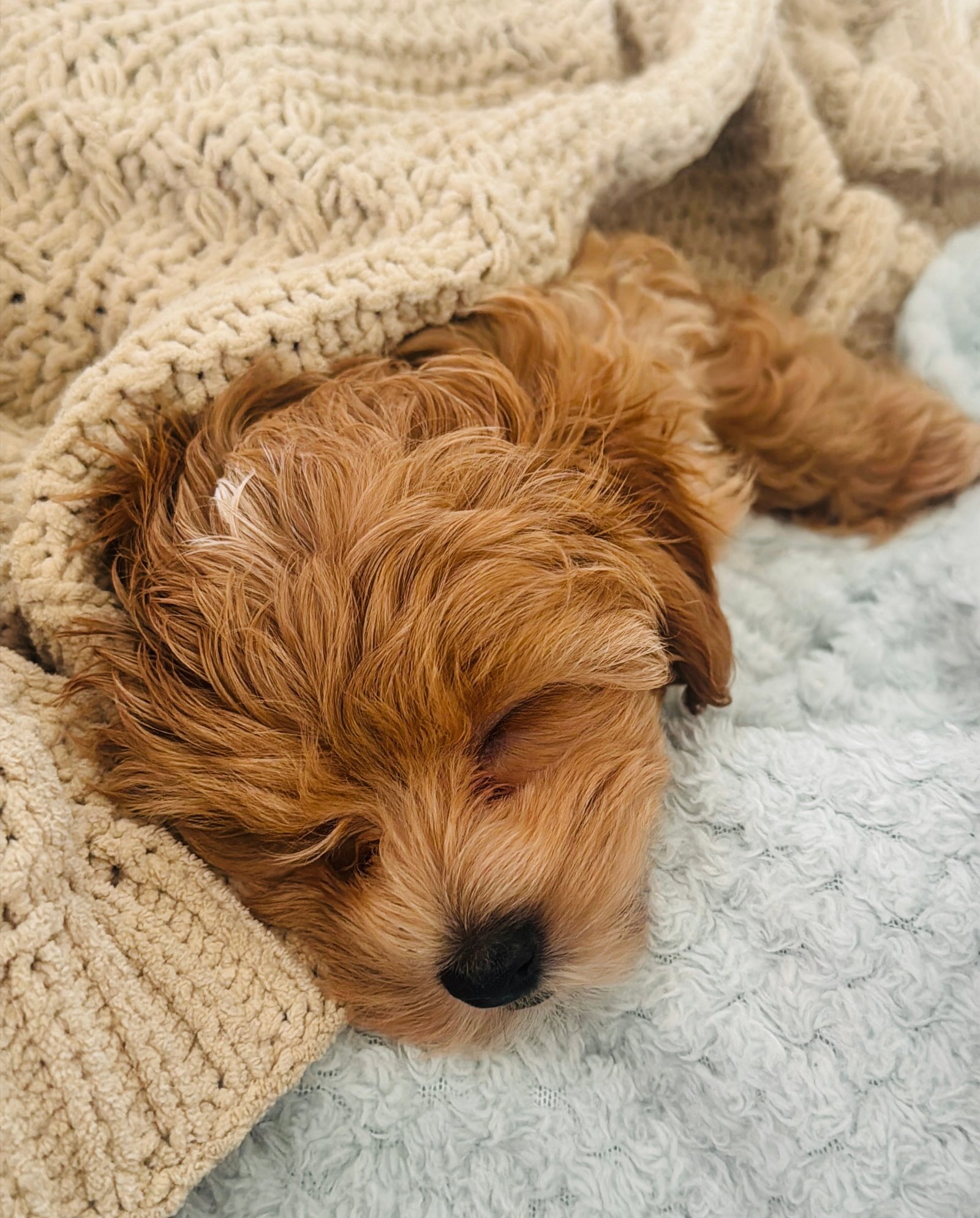 Milo the Maltipoo napping cozily wrapped in a knit blanket