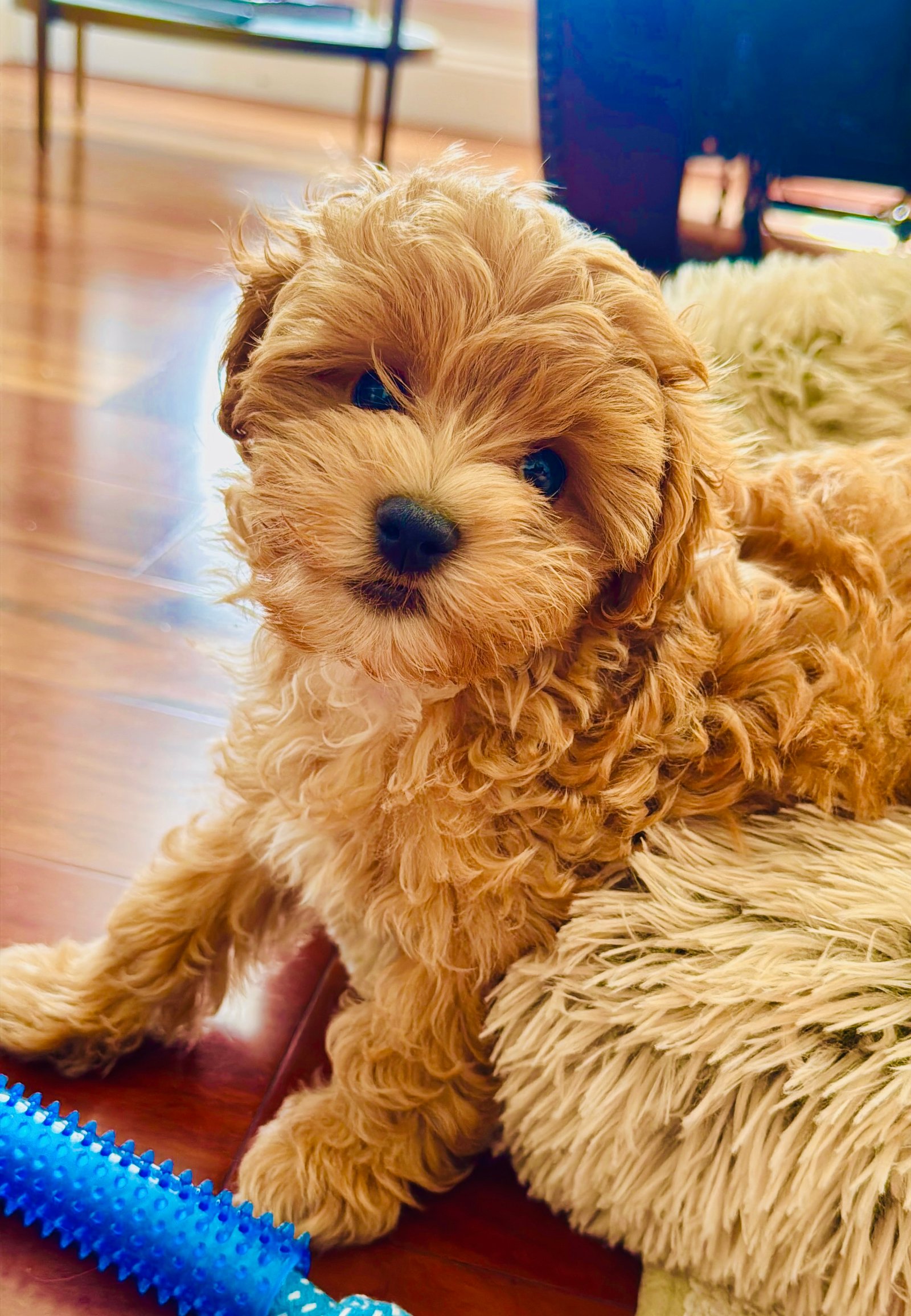 Milo, a Maltipoo therapy dog in training at Sunny Spot Counselling