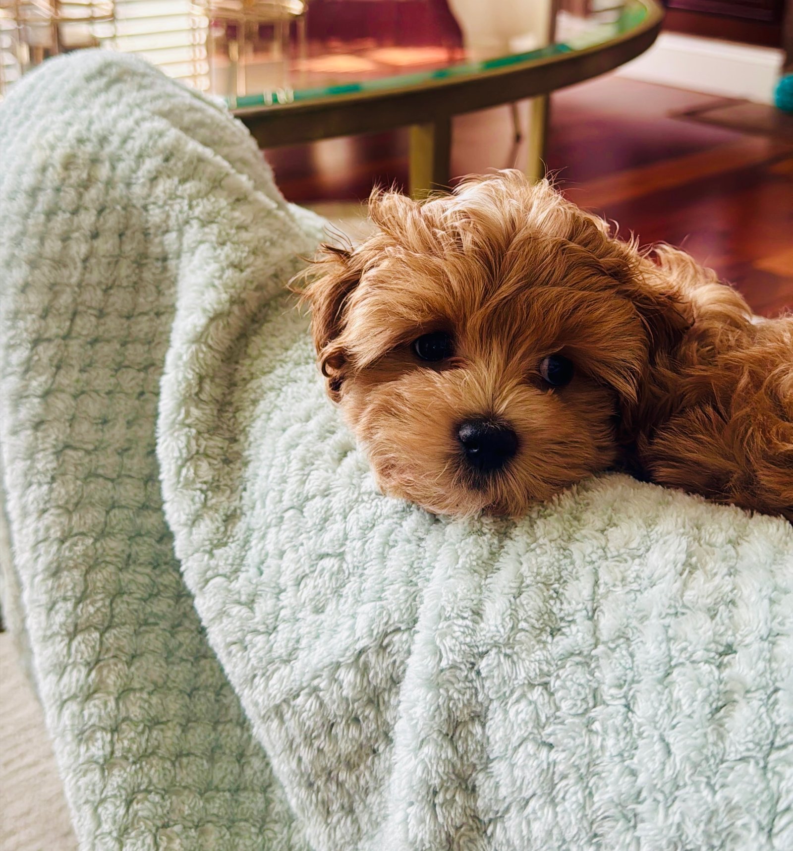 Milo the Maltipoo puppy resting sweetly on a soft blanket