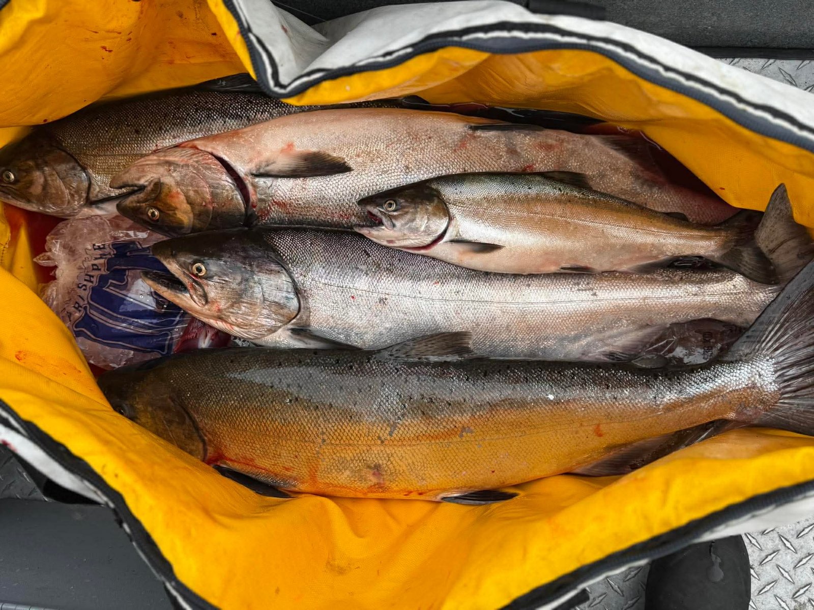 Cleaned salmon fillets in a cooler
