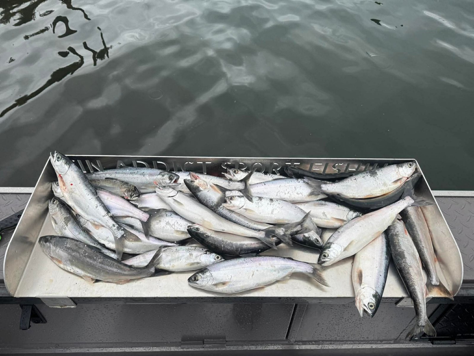 Kokanee guided fishing with Fin Addict Sportfishing