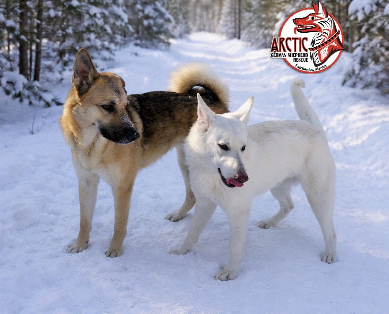Arctic German Shepherd Rescue